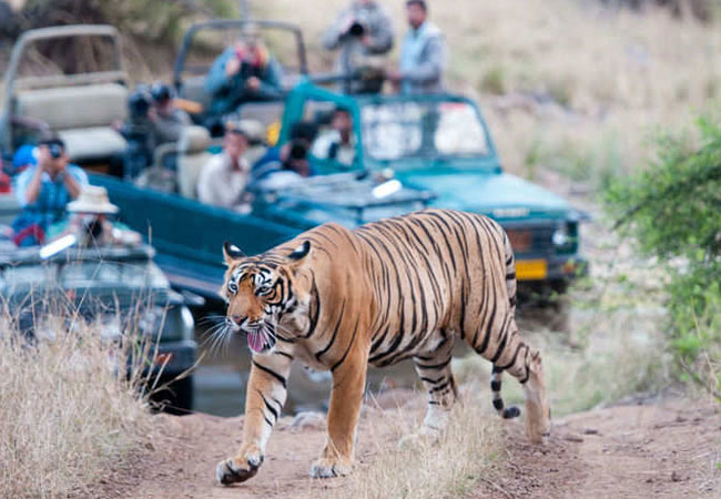 Golden-triangle-with-Ranthambore