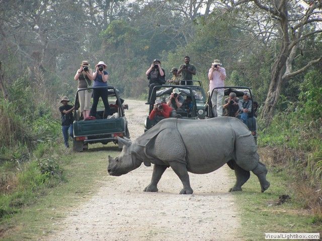 Jungle Safaris - Explore Wildlife Closely