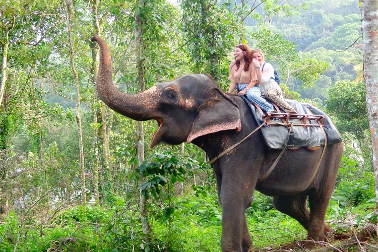 elephant-ride-kerala