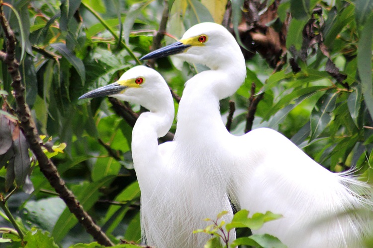 bird-watching-kerala