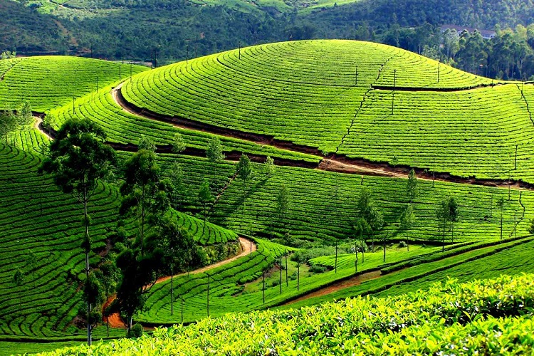 munnar-tea-garden-kerala