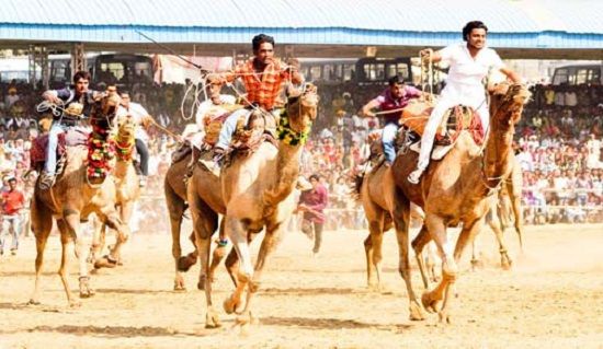 camel race in pushkar fair