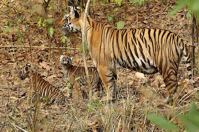 Pilibhit Wildlife Sanctuary Gets Tiger Reserve Forest Status