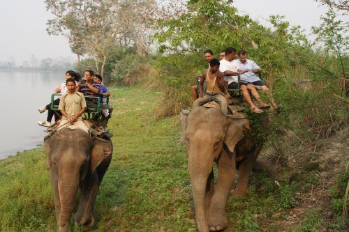 Kaziranga National Park Elephant Safari