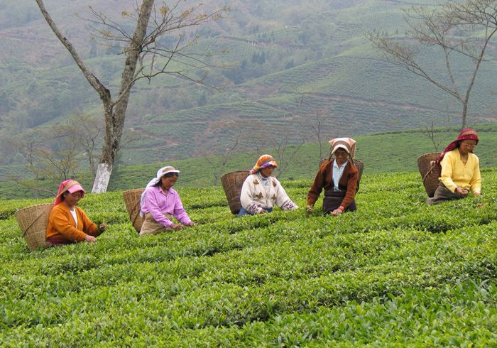 Tea Gardens in Darjeeling 