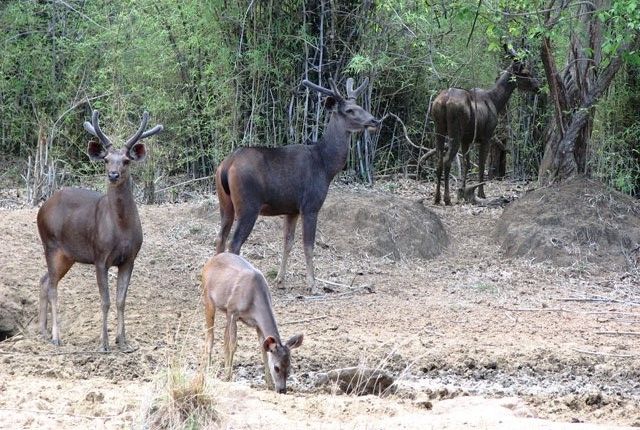 Chail Wildlife Sanctury