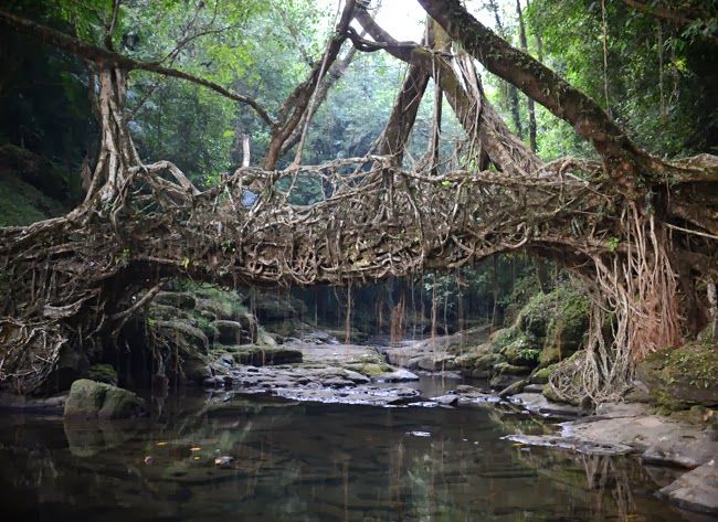 The living root bridges of Meghalaya