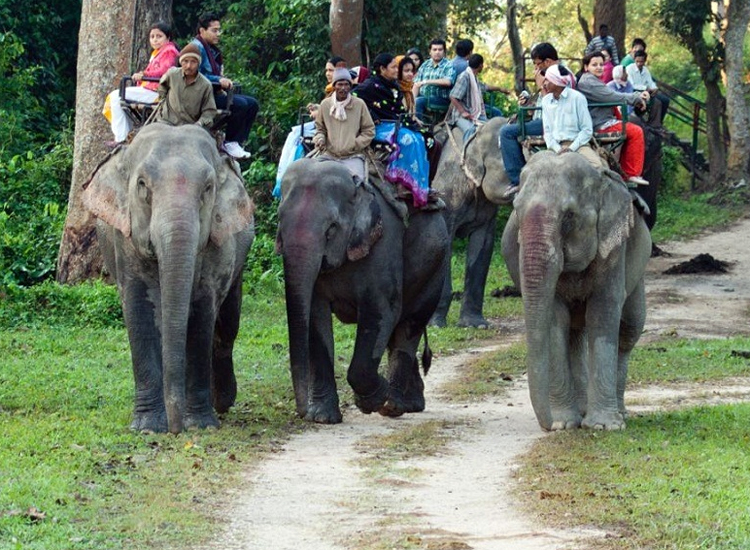 Elephant Safari in Bandhavgarh National Park