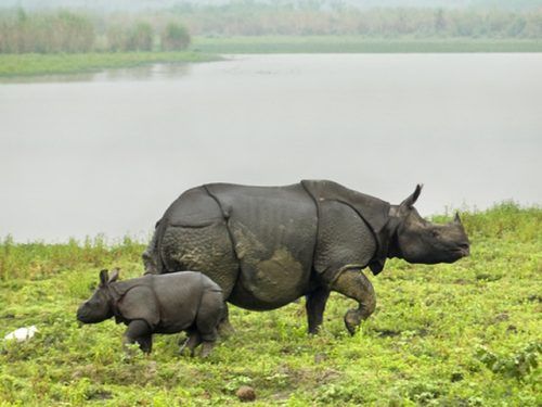 Top Wildlife Sanctuaries in North East India - India Travel Blog