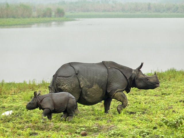 Top Wildlife Sanctuaries in North East India