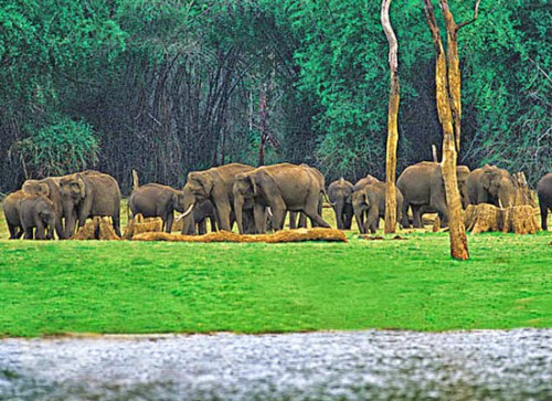 Top 20 National Parks in India in 2021