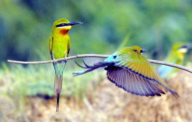 ranganathittu bird sanctuary