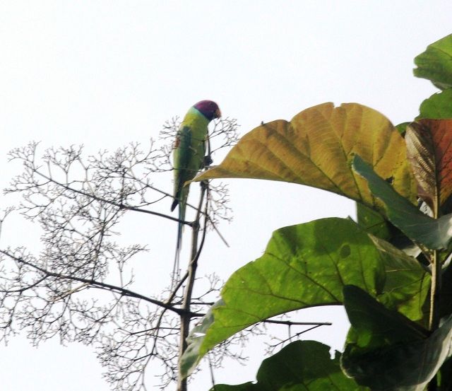 plum headed parakeet in thattekad bird sanctuary