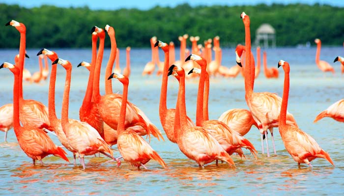 Flamingo, Malsej Ghat