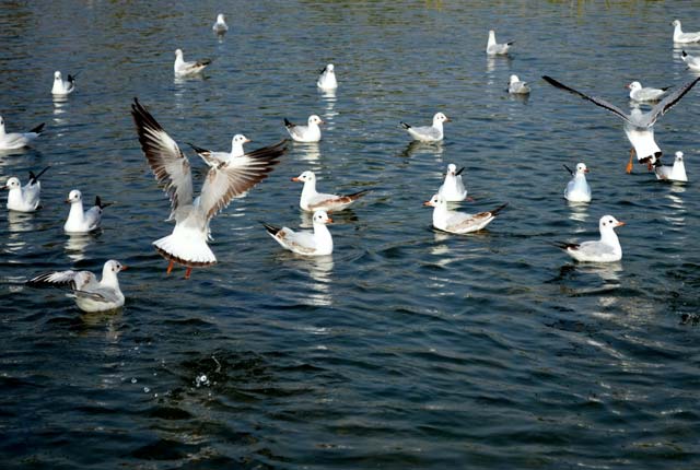 Nal Sarover Lake, Gujarat