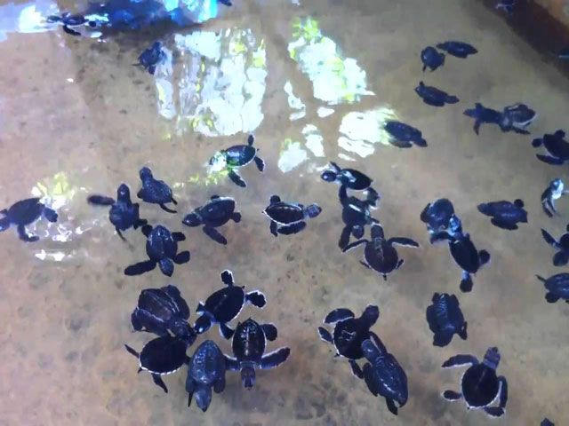 Kosgoda Sea Turtle Conservation in Sri Lanka