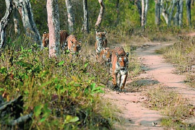 Gowri - the most popular tigres in Bandipur National Park
