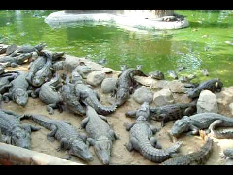 Madras Crocodile Bank 