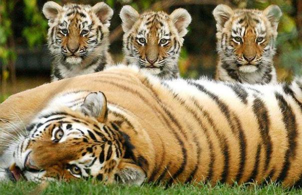 Pilibhit Tiger Reserve 