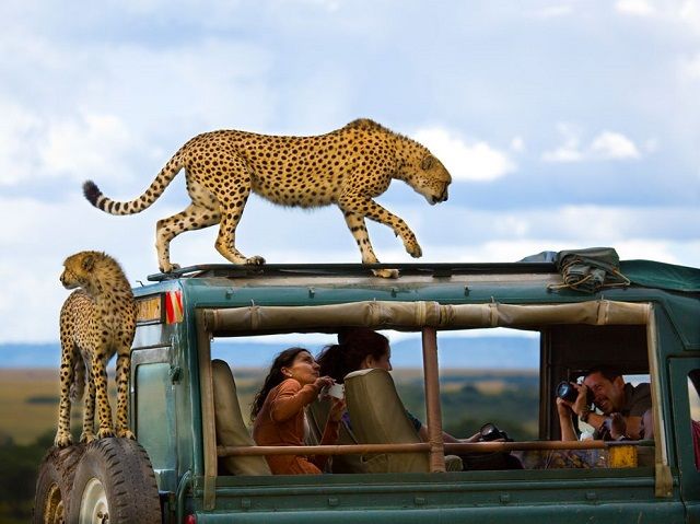 Masai Mara, Kenya