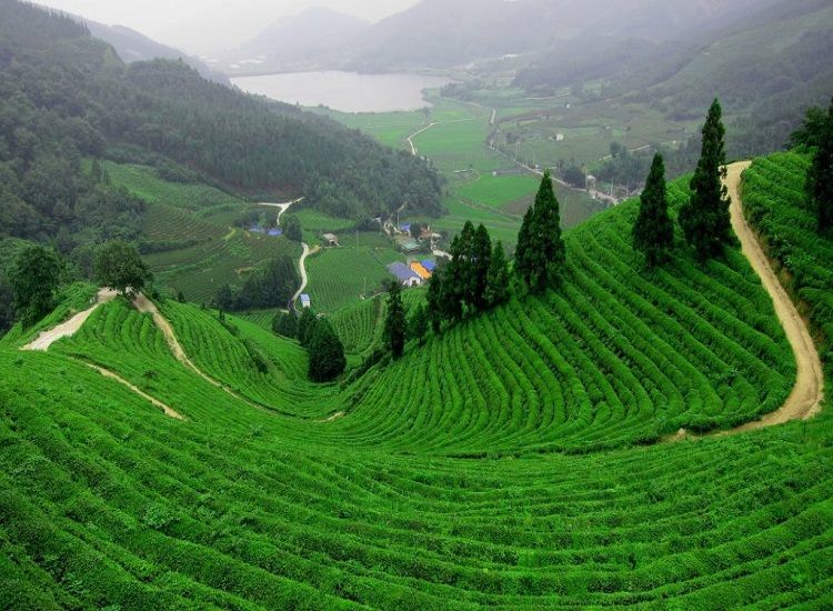 Darjeeling - best places to visit in November