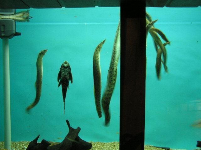 Bangalore Aquarium