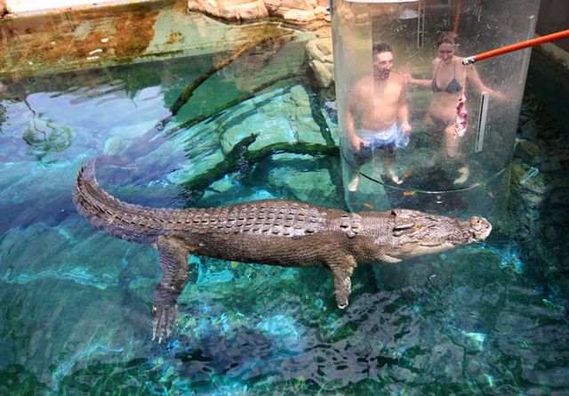 Cage of Death in Australia