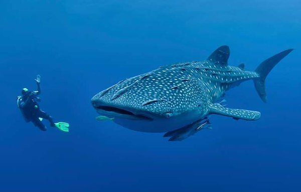 Swmming with the Sharks in Australia