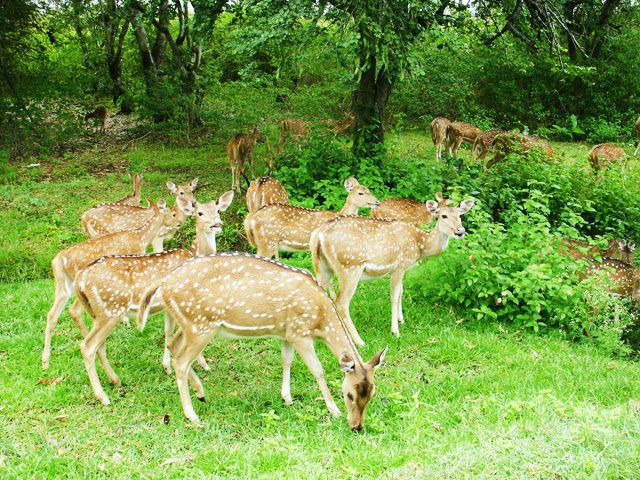18 Wildlife Sanctuaries in Karnataka | Wildlife in Karnataka