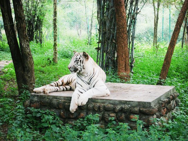 18 Wildlife Sanctuaries in Karnataka | Wildlife in Karnataka