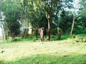 Top 10 Wildlife Sanctuaries And National Parks In Karnataka