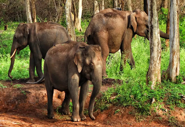 Mookambika Wildlife Sanctuary in Karnataka