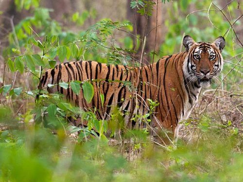 Top 5 places where you can spot tigers in India - IHPL