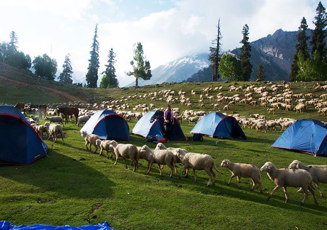 Camping in Kashmir