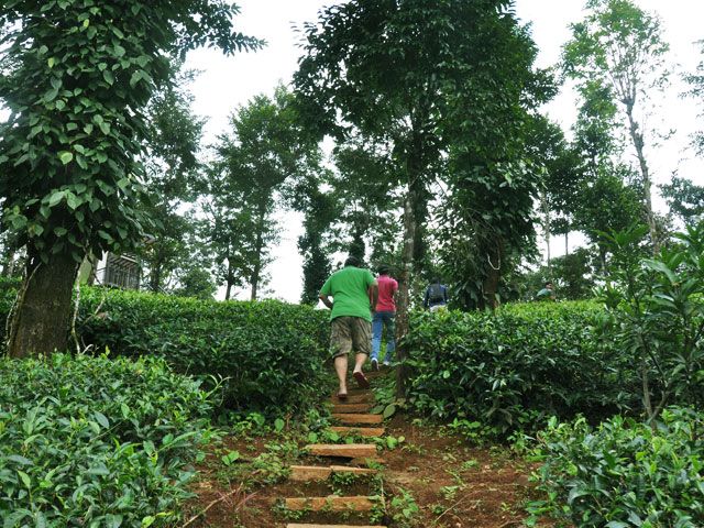 Spice Plantation Walk in Kerala