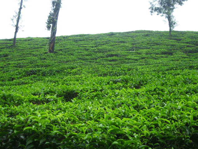 Wayanad Tea Estate