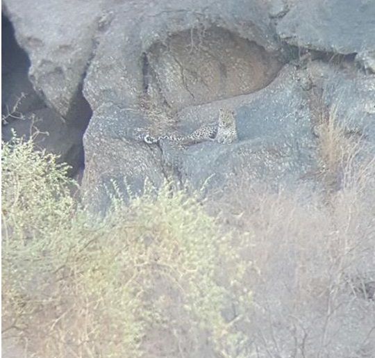 Leopard Spotting Rawla Narlai