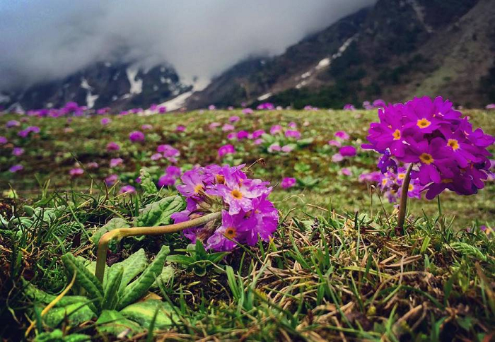 Valley of Flowers, Yumthang