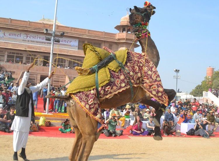 Bikaner camel festival