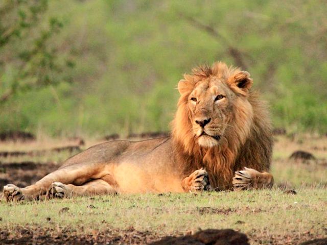 Top 11 Wildlife Sanctuaries to visit in India in Winter