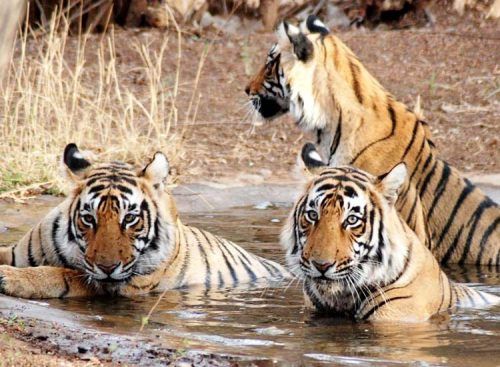 Top 11 Wildlife Sanctuaries to visit in India during Winter