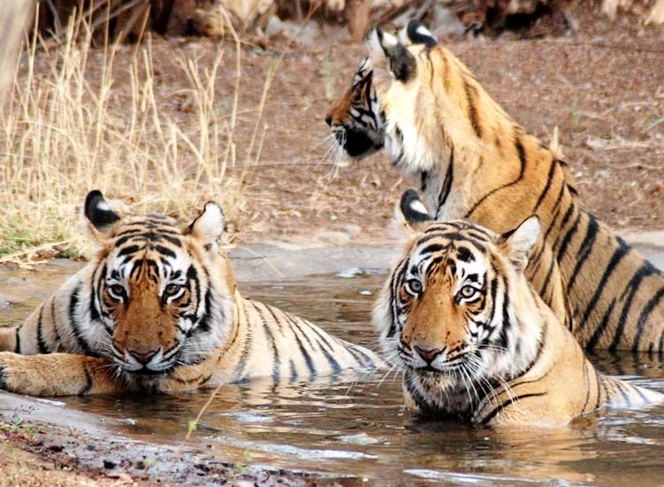 Top 11 Wildlife Sanctuaries to visit in India in Winter
