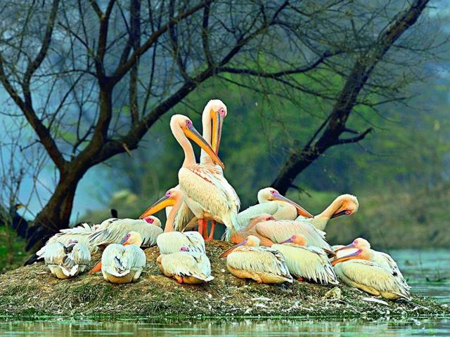 Top 20 Bird Sanctuaries in India for Bird Watching