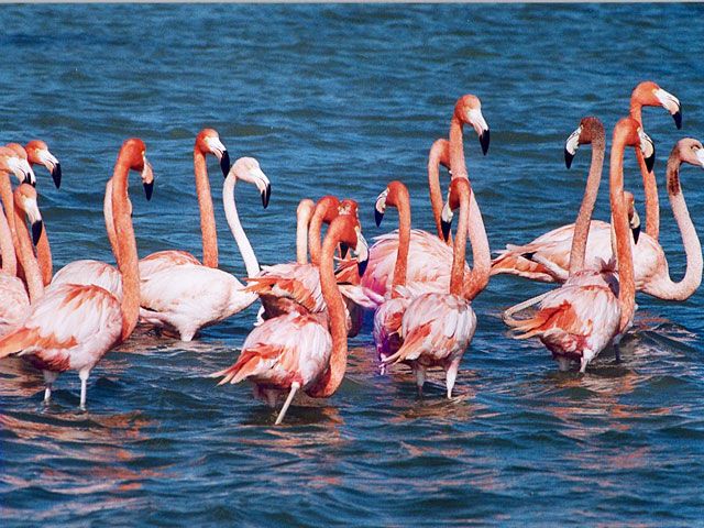 Nalsarovar Bird Sanctuary, Gujarat