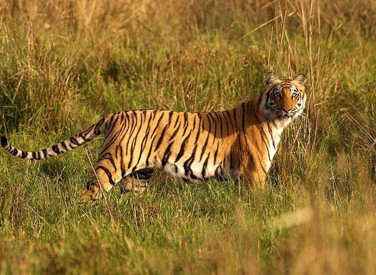 Top 11 Wildlife Sanctuaries to visit in India in Winter