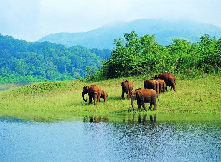 How to Plan Periyar National Park Trip: A Complete Guide