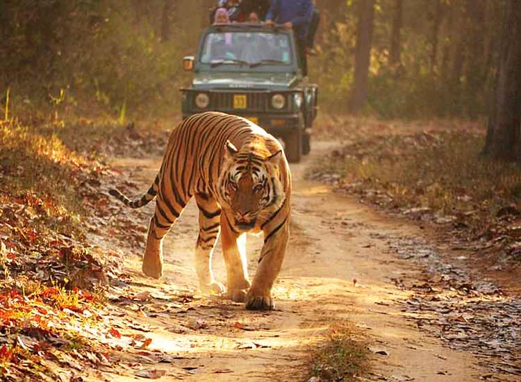 Top 9 Splendid National Parks of Madhya Pradesh