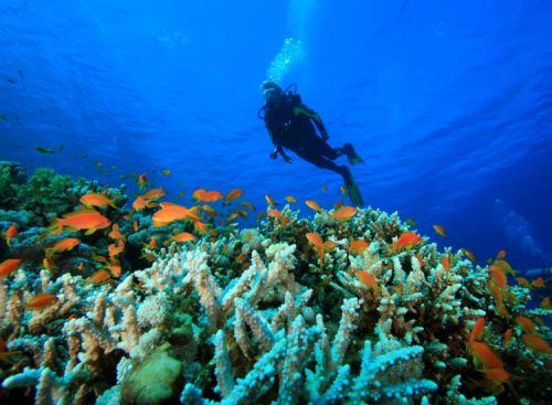 India's Best Destination fo Scuba Diving - Underwater Heaven