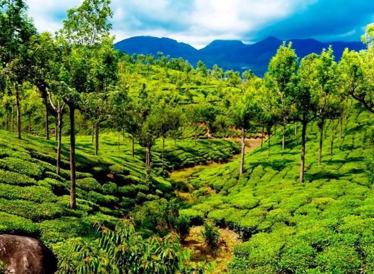Tea Garden in Munnar