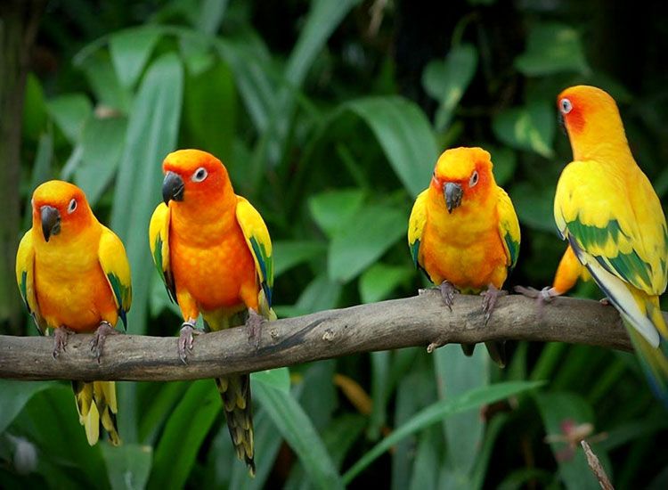 bird-watching-in-goa